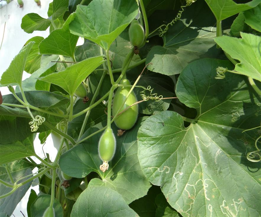 Lagenaria siceraria